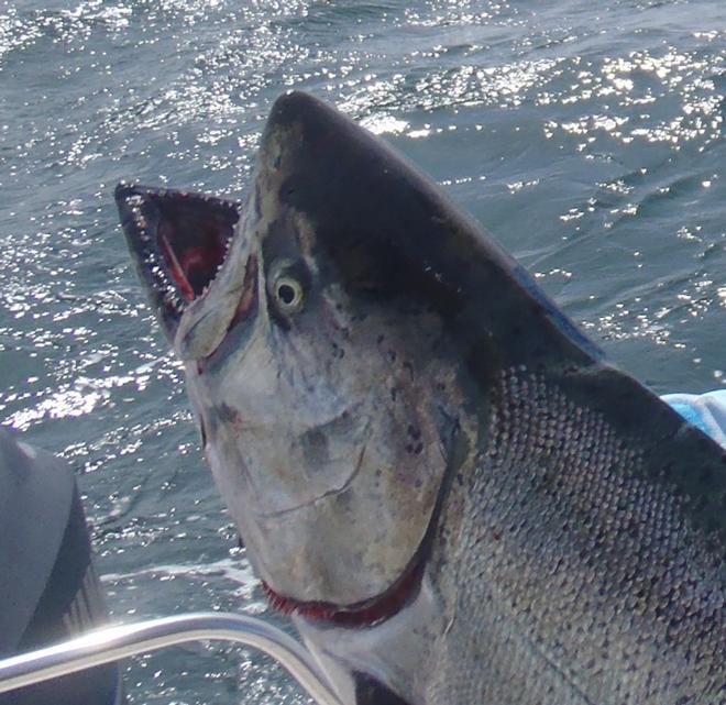 Check out those teeth. No wonder they use 10 kilo line when trolling for them © Gary Brown